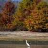 2016-11 white egret